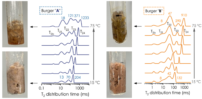 T2 distribution in PBM burgers A (left) and B (right) from 15 to 75 ºC.