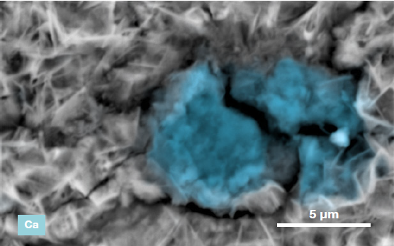 ChemiSEM images of the foreign particle. From top to bottom: backscattered electron image, calcium, fluorine, and silicon distribution. (Acc voltage 15 keV, beam current 0.85 nA, acquisition time 60 s).