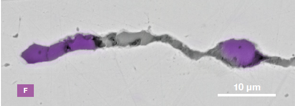 ChemiSEM images of one of the sub-surface inclusions. From top left: backscattered electron image, calcium, fluorine, and silicon maps showing their distribution within the inclusions (Acc voltage 15 keV, beam current 0.44 nA).