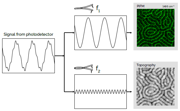 The photodetector signal is separated into chemical (top) and topographical (bottom) channels by modulating the AFM cantilever at its second eigenmode (f<sub>2</sub>) and the IR laser at the difference frequency (f<sub>2</sub> - f<sub>1</sub>). This modulation creates a detectable sideband frequency at the sample