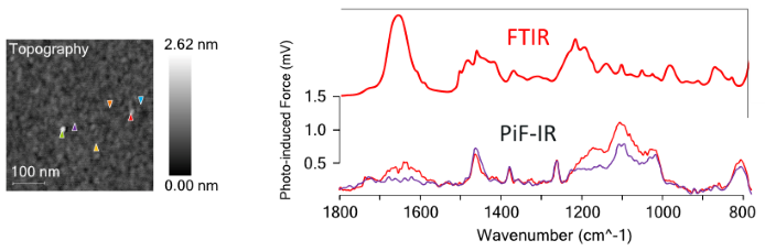 The colored triangles in the AFM image on the left correspond to the location where the same-colored spectra were acquired. The red and light green PiF-IR spectra are obtained from the surface aggregates. The remaining spectra are acquired from the flat sections. The single, red FTIR spectrum is separately acquired from a bulk sample of the peptoid