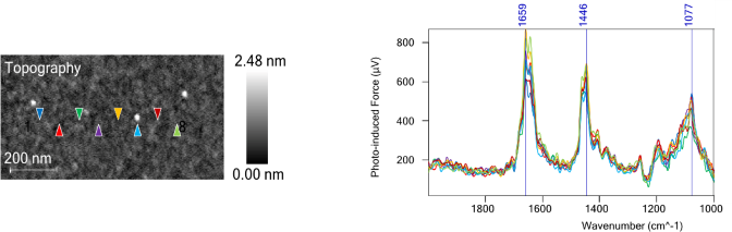 PiF-IR Spectra taken from various points on the AFM image. The colored triangles correspond to the location where the same-colored spectra were acquired. See the strong reproducibility