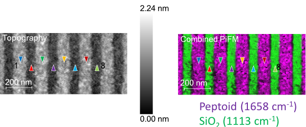 AFM image. Left side: after e-beam patterning the peptoid film from Figure 3. The colored triangles are points where PiF-IR spectra (Figure 5) are taken. Right side: two PiFM images acquired at 1658 cm<sup>−1</sup> and 1113 cm<sup>−1</sup></i><i> combine to highlight the peptoid molecules and the substrate