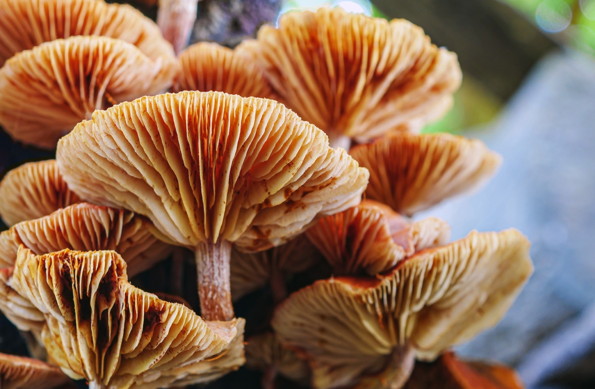 Close-up view of theunderside of mushrooms. Close-up of mushrooms texture background. macro mushroom