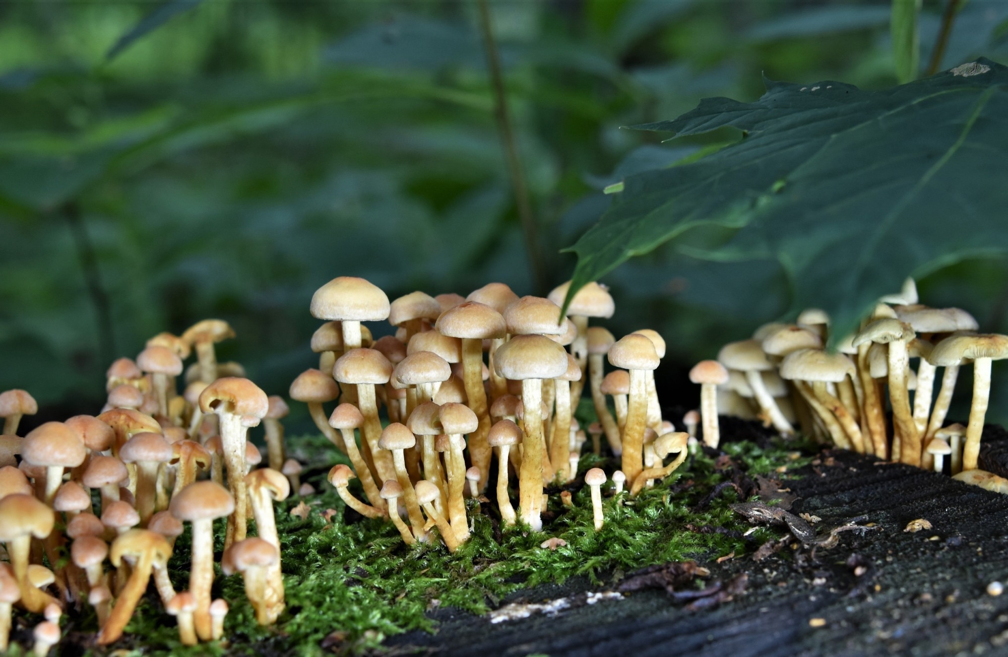 Sulphur Tufts fungus (Hypholoma fasciculare) in the forest, close-up