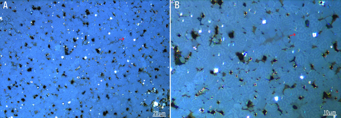 More images of the magnetized steel sample mentioned in figure 2 recorded with an objective having a magnification of A) 50x and B) 100x. The light and dark patterns in the grains due to the Kerr effect are visible. An example is indicated with a red arrow in both images.