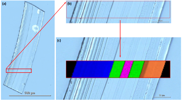 (a) Visible mosaic of the cross-section collected using a 50X objective on the Raman microscope. (b) Area on the cross-section selected for Raman analysis. (c) MCR Raman image showing five different polymer materials and six layers