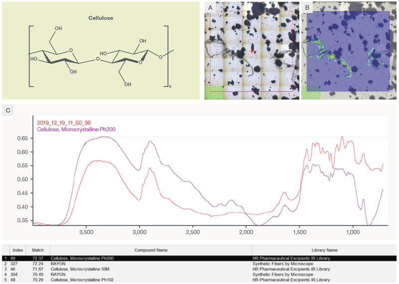 Analysis of the fibers in the recycled PET powders using reflectance FTIR microscopy. (A) Optical image of the recycled PET powders spread on a gold slide. (B) Chemical image superimposed with the optical image. The chemical image is the correlation profile using the cellulose spectrum as the reference. (C) Reflectance FTIR spectrum of the cellulose fibers (red) and the standard reference spectrum from the library (purple)