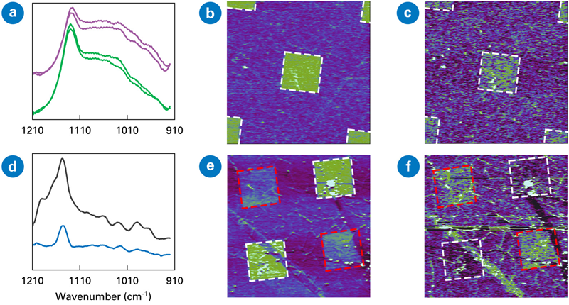 AFM-IR spectra and images of graphene with covalent chemical patterning. (a) Spectra on (purple) and off (green) pattern for sample 1. (b) and (c) ratio IR image of 970:1100 cm<sup>-1</sup> and 1730:1100 cm<sup>-1</sup> of sample 1. (d) AFM-IR spectra on two different patterns for sample 2. (e) and (f) ratio IR image of 970:1100 cm<sup>-1</sup> and 1730:1100 cm<sup>-1</sup> of sample 2. Scan size: 20x20 µm. Sample courtesy Steven De Feyter (KU Leuven)