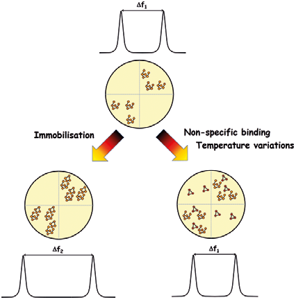 Upon functionalization of the sensor, degeneracy is broken and the modal frequencies show a split of Δf1. Addition of mass to the antinodal position of the functionalized mode increase this split to Δf2. For non specific variations, the split remains unaltered
