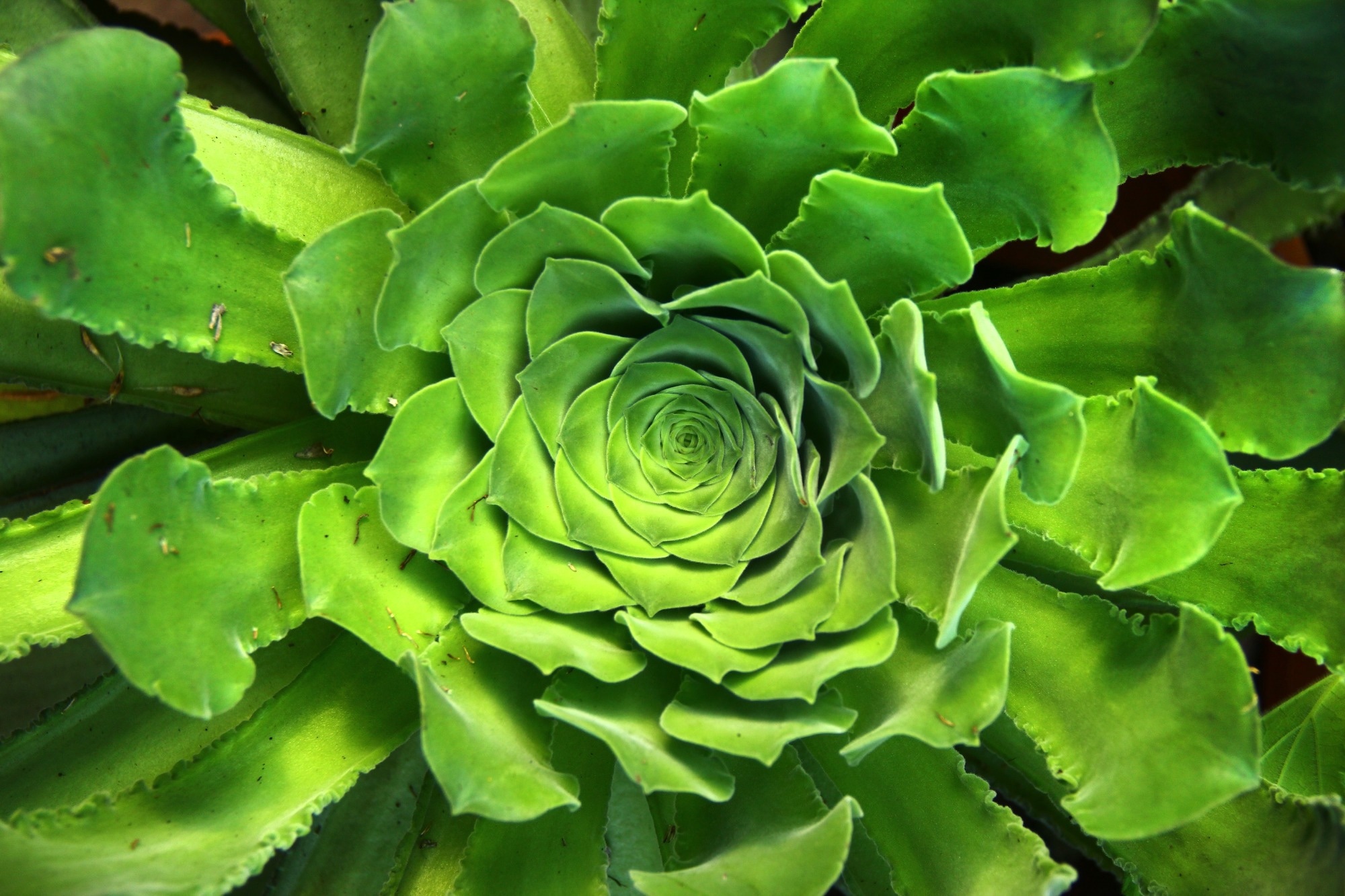 Close-up of green succulent rosette with spiraling symmetrical leaf arrangement.
