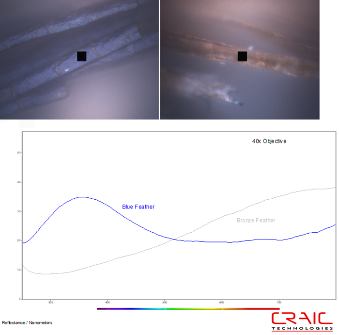 The reflectance microspectra were acquired from individual barbules with the 40x objective. The blue feather image is shown on the left, while the bronze feather image is on the right. Both images were acquired with incident illumination. The black square is the measurement aperture that was used for the spectroscopy