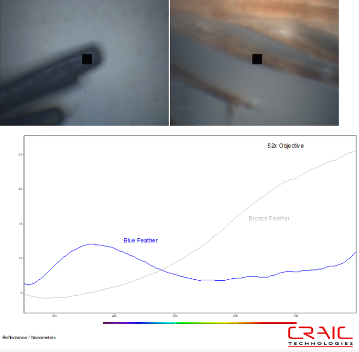 The reflectance microspectra were acquired from individual barbules with the 52x objective. The blue feather image is shown on the left, while the bronze feather image is on the right. Both images were acquired with incident illumination. The black square is the measurement aperture that was used for the spectroscopy
