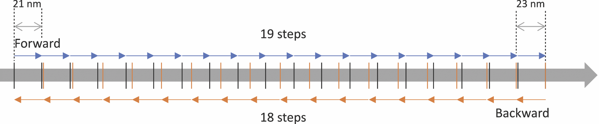 The variation between forward and backward step sizes in a picomotor (please note dimensions are not to scale).