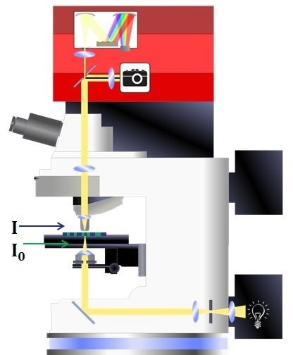 Schematic showing the optical path for a microspectrophotometer configured for absorbance microspectroscopy