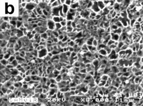 OM(a) and SEM-backscattered electrons (b) micrographs showing the morphology of the ribbon melt spun at 30 ms-1: (a) at the transverse cross-section and (b) at the chilling surface.