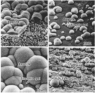 Apatite formation on a variety of substrates.