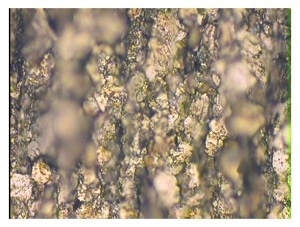 Ferrogram Slide #1
