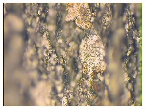 Ferrogram Slide #2
