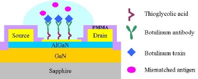 Schematic of AlGaN/GaN HEMT sensor functionalized for detection of botulinum toxin. Only those toxin molecules will bind to the antibody, producing a sensor response.