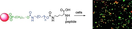 Surface Modification of Yttria Particles for Bioimaging of Cells