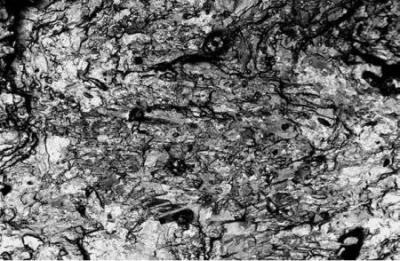 The same area of the Perowskite rock imaged with an EsB detector at 1.2 kV landing energy and with a window energy of 271 eV