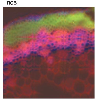 Wheat Stem. In a the video image of a wheat stem (microtome section; thickness of 10 μm) is shown . The video image covers a sample area of about 500 x 500 μm. The RGB image (b) shows the combined distribution of the proteins (green), carbohydrates (red) and the waxes/lipids (blue).