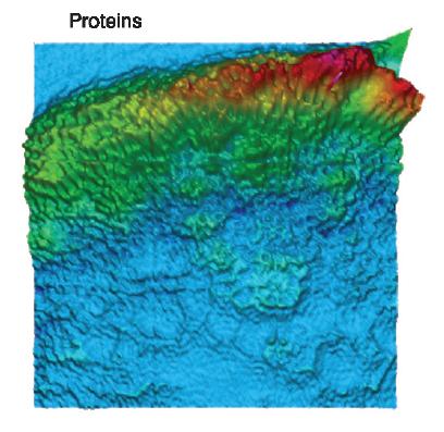 Wheat stem sample (see figure 3) area has been measured in transmittance with a pixel resolution of 2.7 μm using the FT-IR imaging system BRUKER HYPERION 3000 equipped with a FPA detector (64 x 64 detector elements) and a 15x objective (NA=0.4). The individual IR images show the distribution of proteins (1710 - 1480cm-1, a), carbohydrates (1140 – 900 cm-1, b) and waxes/lipids (1770 – 1700 cm-1, c) within the tissue. The distribution of these components has been visualized by evaluating the intensity of the characteristic vibrations of each of these three biochemical components.