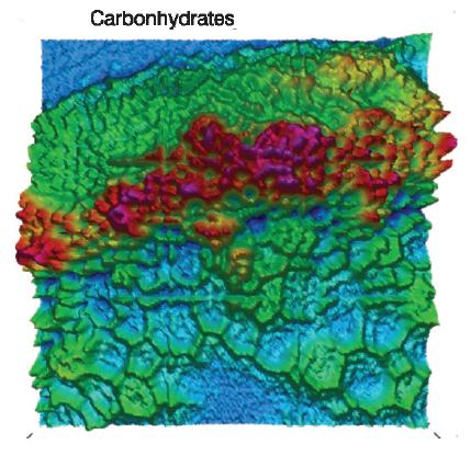 Wheat stem sample (see figure 3) area has been measured in transmittance with a pixel resolution of 2.7 μm using the FT-IR imaging system BRUKER HYPERION 3000 equipped with a FPA detector (64 x 64 detector elements) and a 15x objective (NA=0.4). The individual IR images show the distribution of proteins (1710 - 1480cm-1, a), carbohydrates (1140 – 900 cm-1, b) and waxes/lipids (1770 – 1700 cm-1, c) within the tissue. The distribution of these components has been visualized by evaluating the intensity of the characteristic vibrations of each of these three biochemical components.