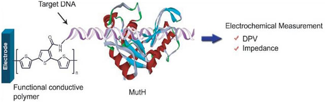 The example of DNA and protein sensor probe with conductive polymer