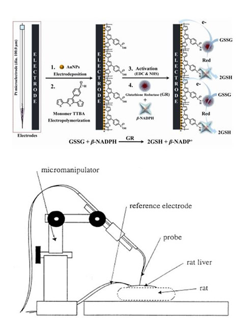 Schematic preparation of the in vivo glutathione biosensors.