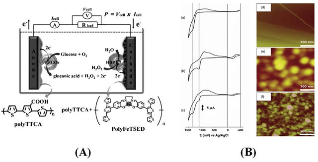 (A) Schematic diagram of a biofuel cell with a conducting polymer catalyst. (B) CVs for electropolymerization using (a) TTCA, (b) FeTSED, and (C) TTCA + FeTSED (1:1 mole ratio) monomers. AFM images for (d) bare, (e) polyTTCA, and (f) poly(TTCA–FeTSED) coated on the highly ordered pyrolytic graphite electrodes.