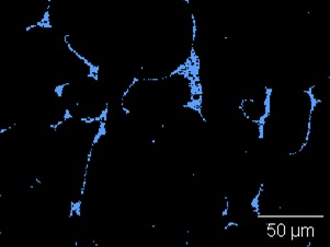 Going a step beyond Quant maps, COMPASS automatically identifies an unexpected phase in the sample