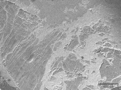 SEM image at 45× magnification and associated spectrum (5.7 microns/pixel)