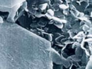 h-BN powder