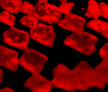 Raman map of the 2D graphene band width for a CVD graphene sample. This image illustrates the variation in the number of graphene layers over the sample region, with bright red regions consisting of thicker material than darker red regions.