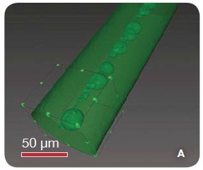 A 3D volume rendering of the exterior of a carbon fiber as imaged with 1 µm resolution using the MicroXCT. The image has been segmented to reveal voids throughout its interior.