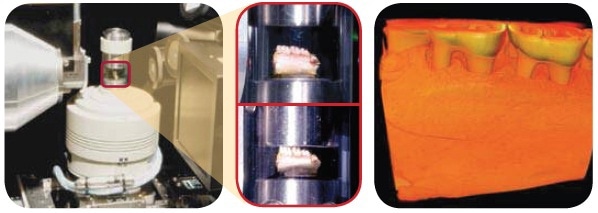 Rat mandible study: In situ compression study