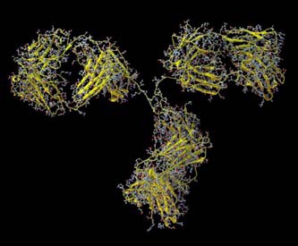 Molecular structure of an Immunoglobulin