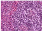 The Role of Water Quality in Histology Procedures