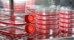 Application of BINDER Incubators for Human Skin Cell Cultures