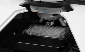 Raman-Based High-Throughput Screening for Version and Polymorph Identification