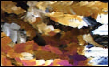 Polymorphic Identification Using Raman Microscopy