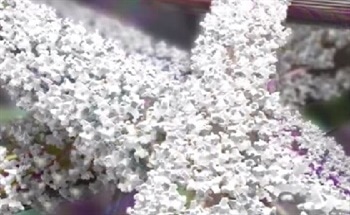 An Introduction to Bioactive Glass