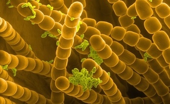 The Challenges for Field Emission Scanning Electron Microscopy (FE-SEM) in Modern Materials Characterization