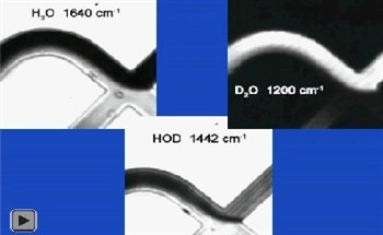 Observing Dynamic Proton-Deuterium Exchange in Microfluidic Systems