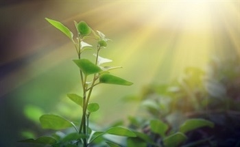Artificial Photosynthetic Systems