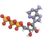 Using Adenosine Triphosphate to Create Biological Super-Computers