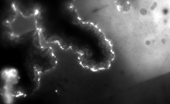 Hyperspectral Imaging of Perovskites using Photoluminescence and Transmittance Measurements