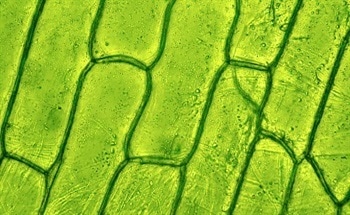 Determining Volatile Matter and Ash in Biomass/Plant Tissue